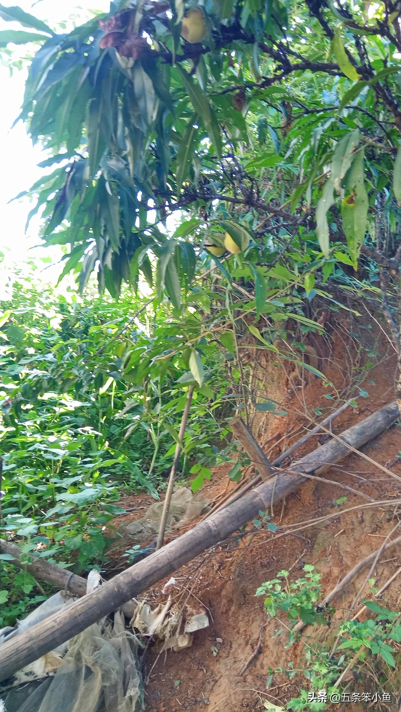 夏日生活打卡季呃，今年这个夏天有一件事情就是我有个叔他受伤了。还好不是伤的很重吧