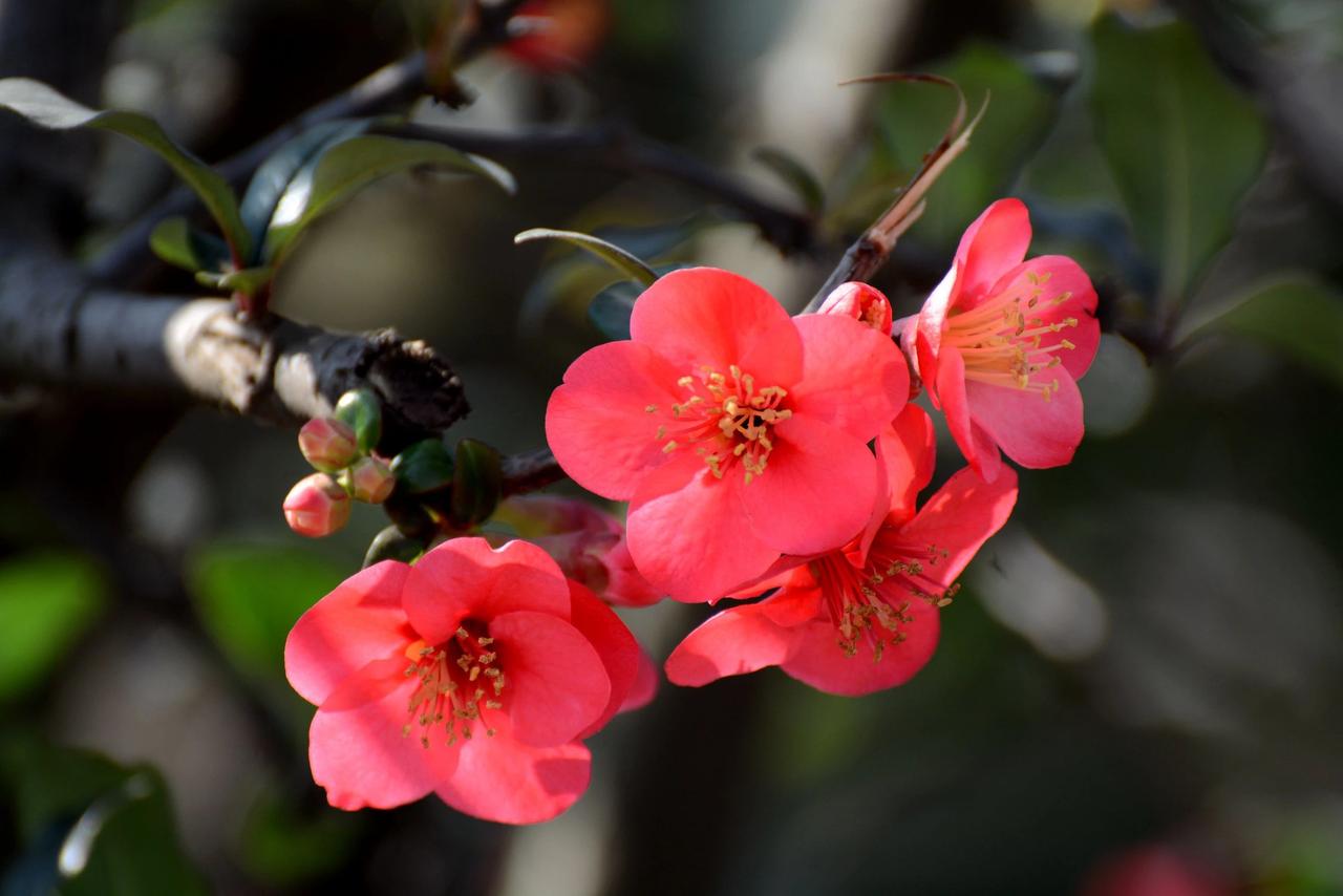 #春日花语#我抽到了「🌸海棠花花语卡」🔗戳这里👉快来一起玩春日扭蛋机，送自