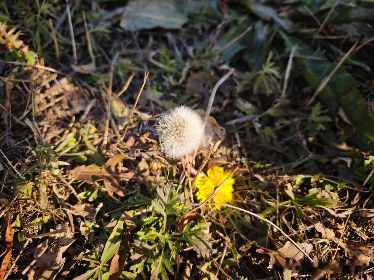 晒图笔记大赛10月末了，北方已经开始有了凉意，早晨河水都开始结冰了，在一片深秋的