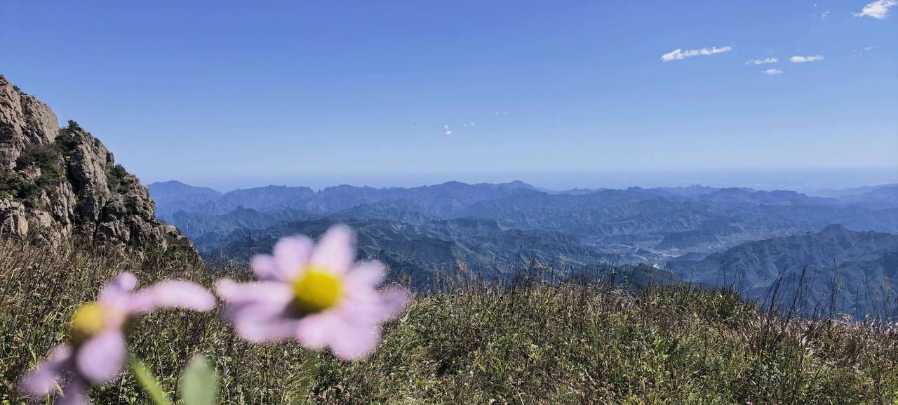 分享一张你相册里的花草