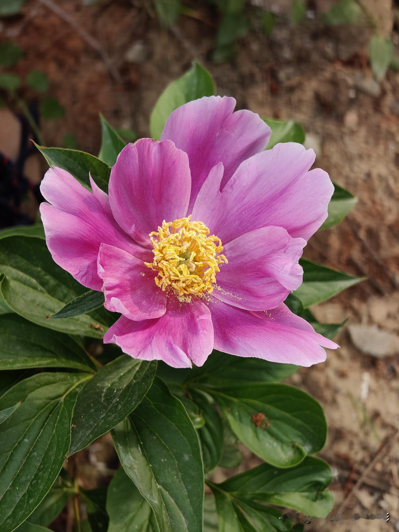芍药花