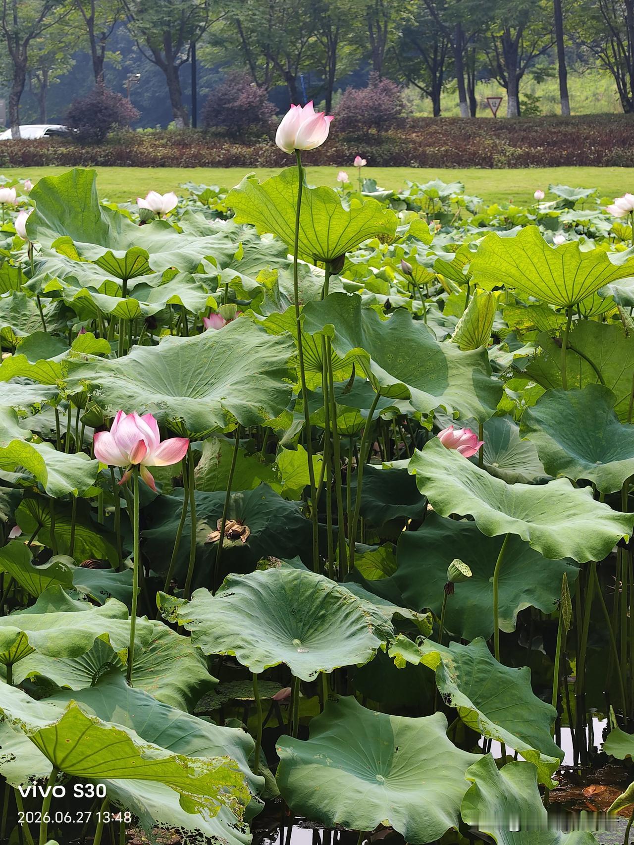 夏日荷花莲莲看