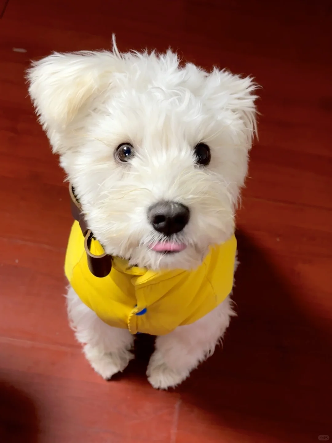 略略小狗