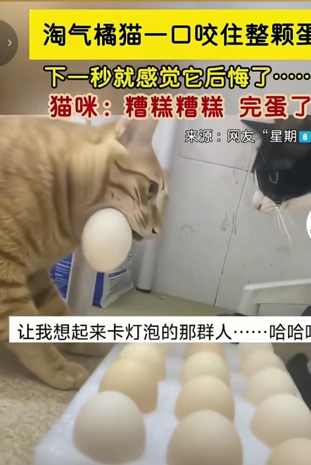 橘猫偷咬鸡蛋闹出搞笑糗事
 
一只调皮的橘猫盯上了桌上的鸡蛋，猛地一口就咬住了整
