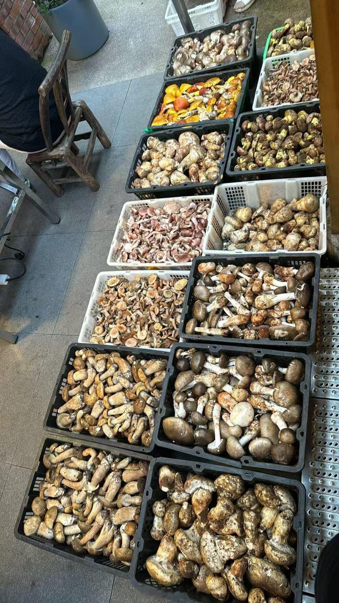 菌子！不对，云南，我来啦话说，痛风体质吃菌子问题不大吧 昆明