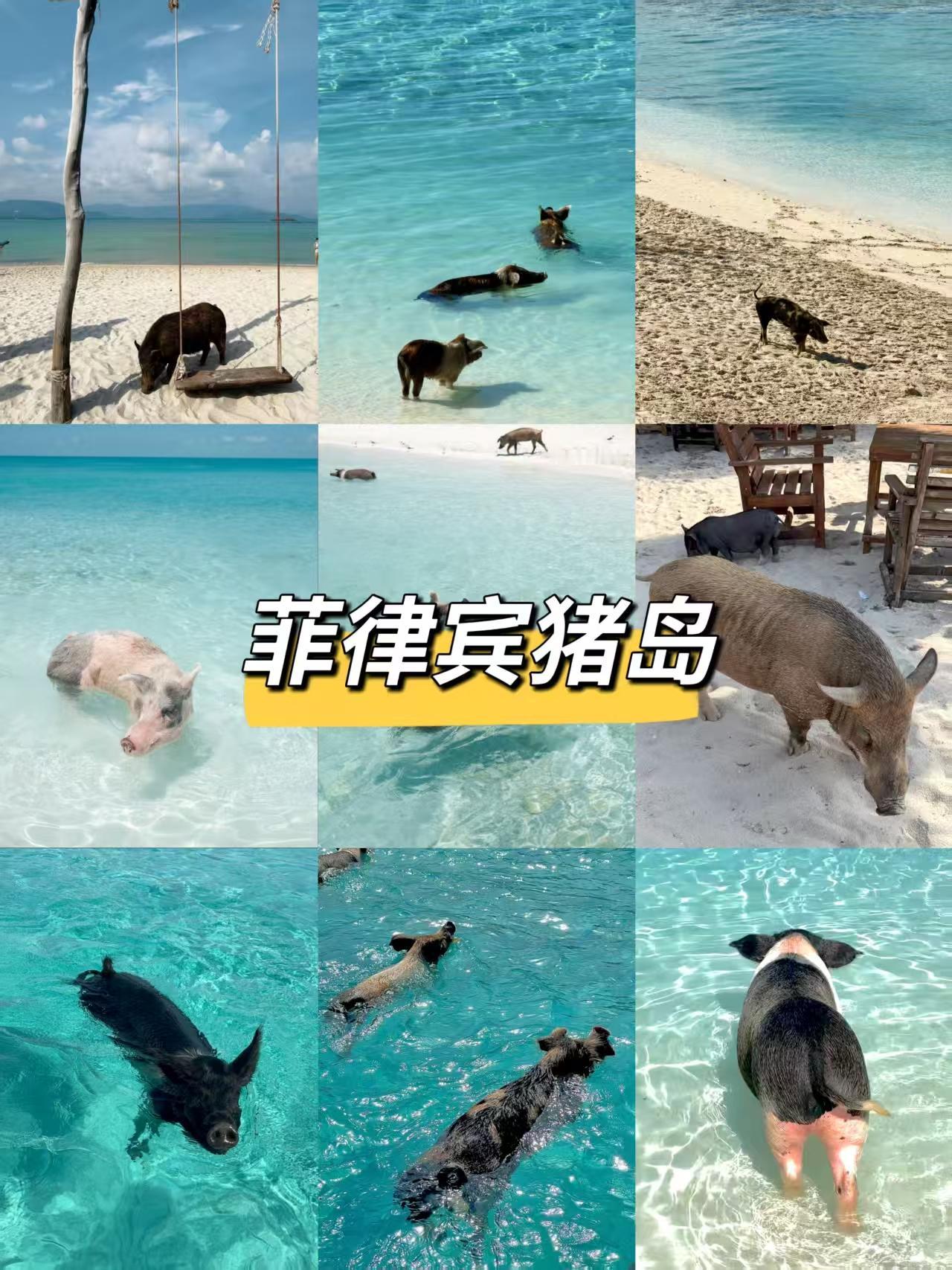 巴哈马猪岛太远？菲律宾也有猪岛！和网红猪一起游泳🐷之前刷视频被巴哈马猪岛种草的