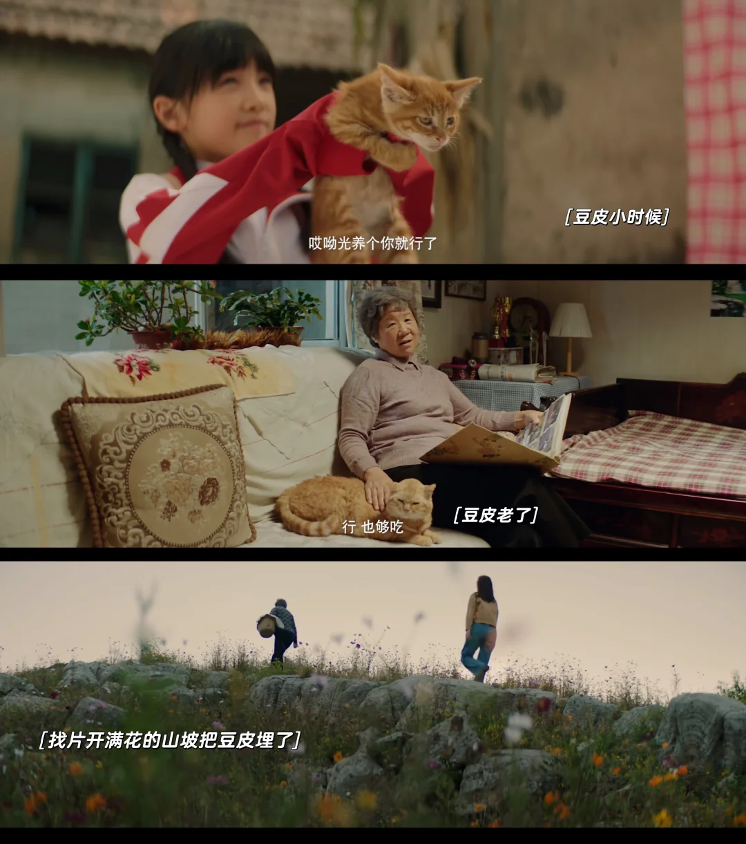 养猫人看不得《抓猫往事》