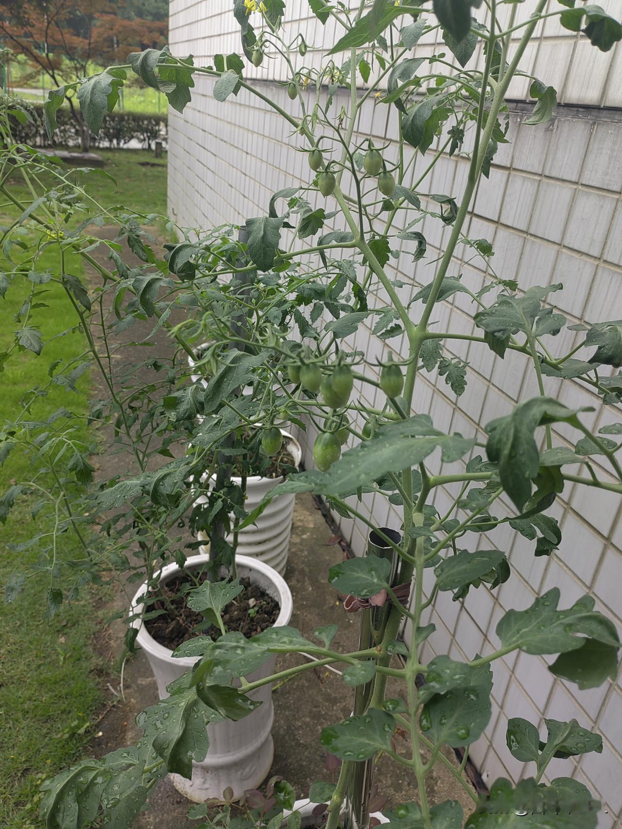 花盆里的小番茄长势喜人，枝叶繁茂间透着蓬勃生机。挺拔的茎干稳稳托起层层绿叶，叶面