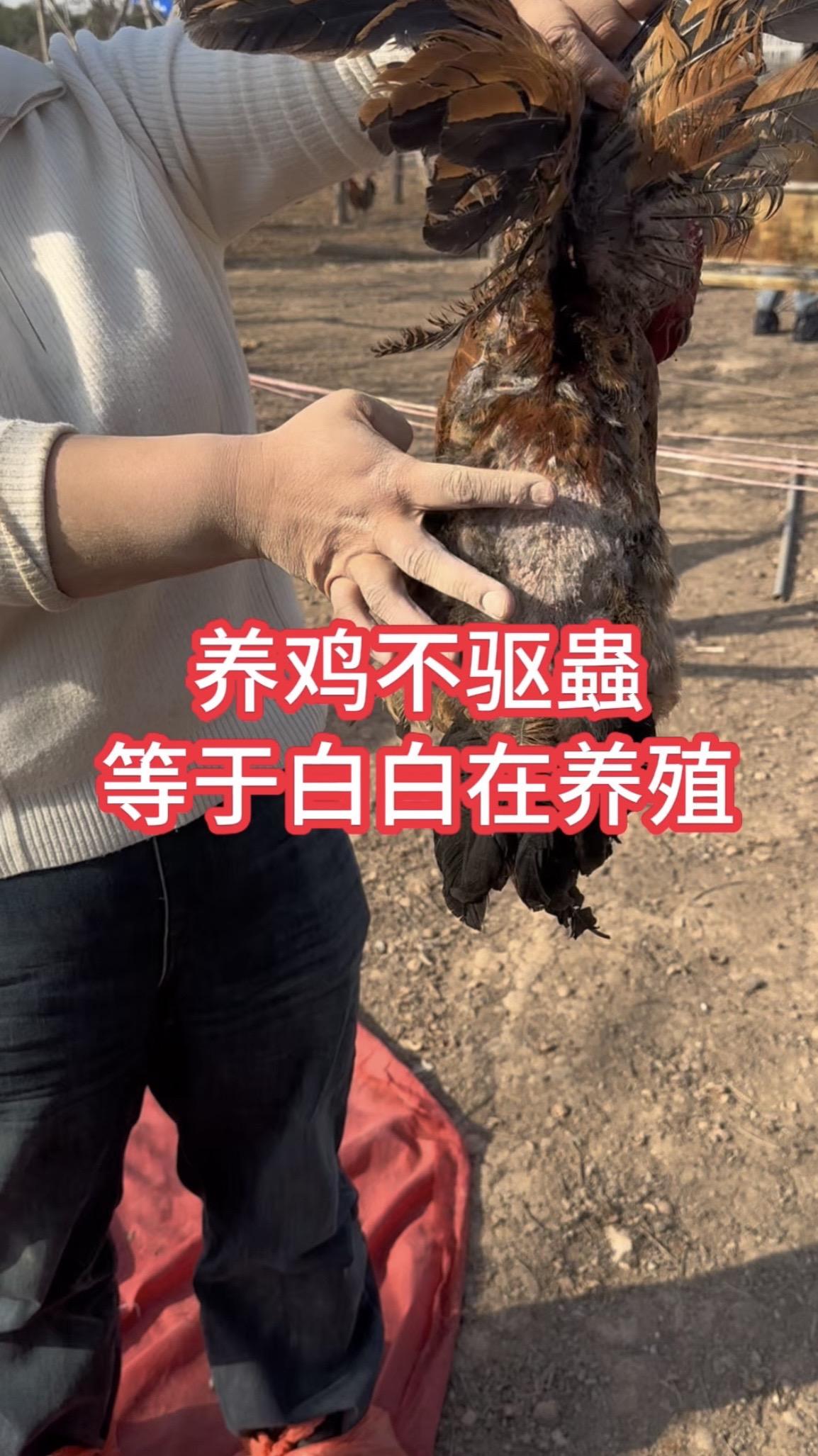养鸡不驱虫等于白养鸡，家人们一定要给鸡鸭鹅驱虫