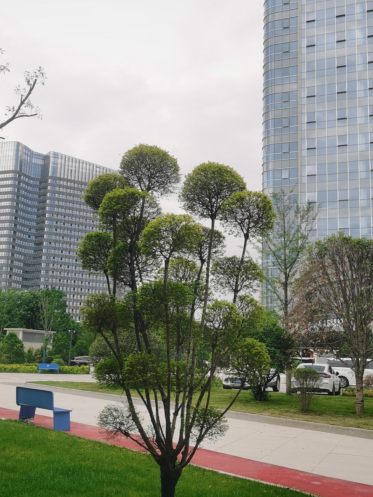 晒图笔记大赛这种城市景观树，是树自个长成的，还是人为修剪的？！