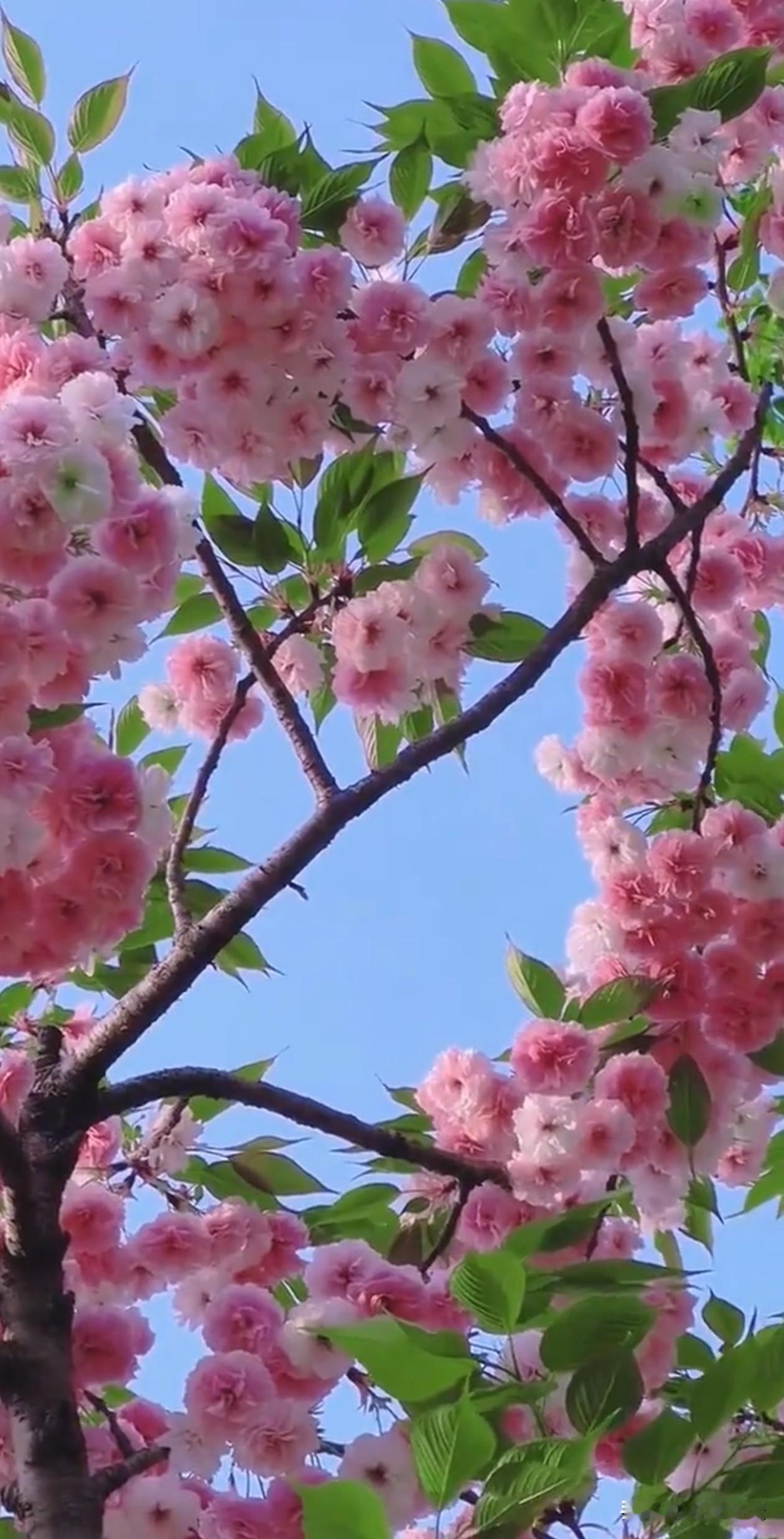 满树晚樱在晴光里舒展做自己的光 盛放，粉柔花瓣层层叠叠，衬着鲜绿新叶与澄澈蓝天，
