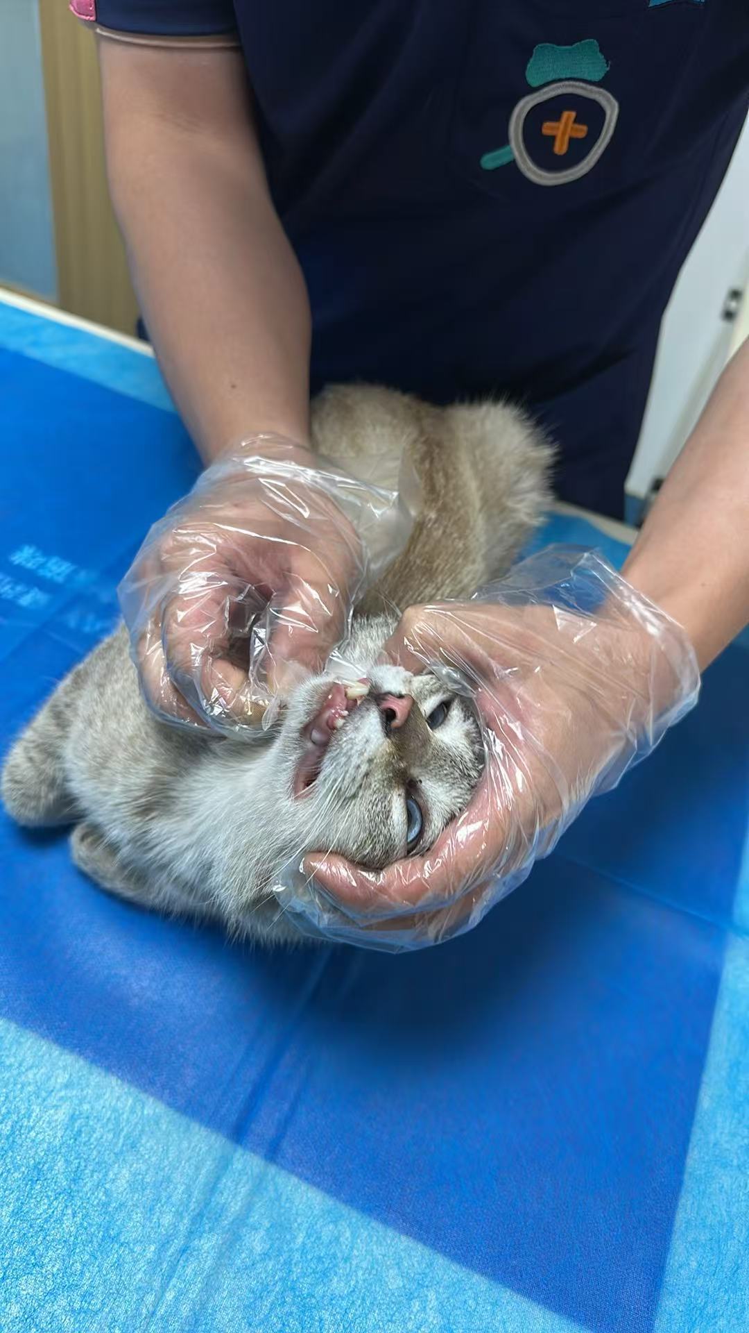 算算抓到了一只流浪猫！ 