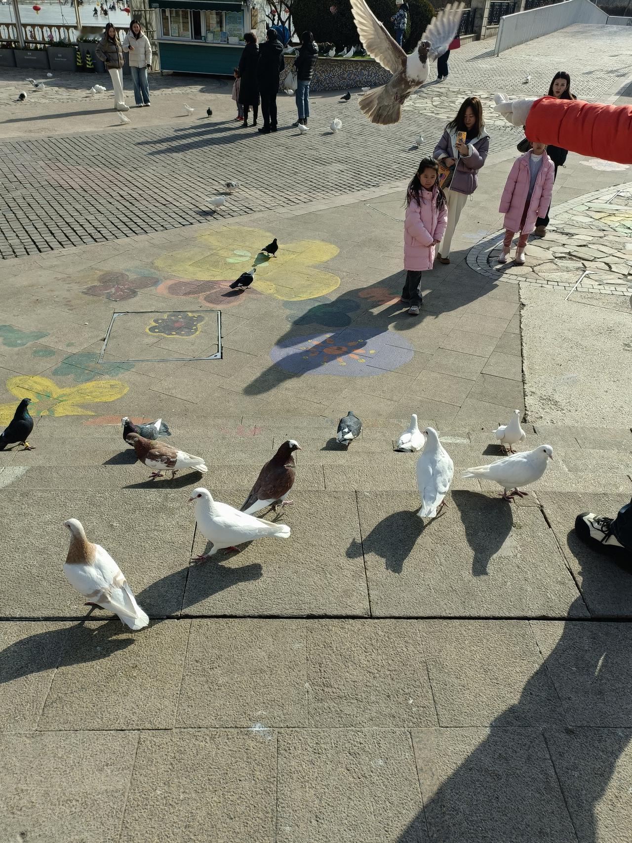 晒图笔记大赛蓝色港湾的鸽子