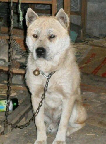 贵州土猎和两广地区的土狗都是南方地区非常优秀实用的犬种。但贵州土猎比两广的土狗体
