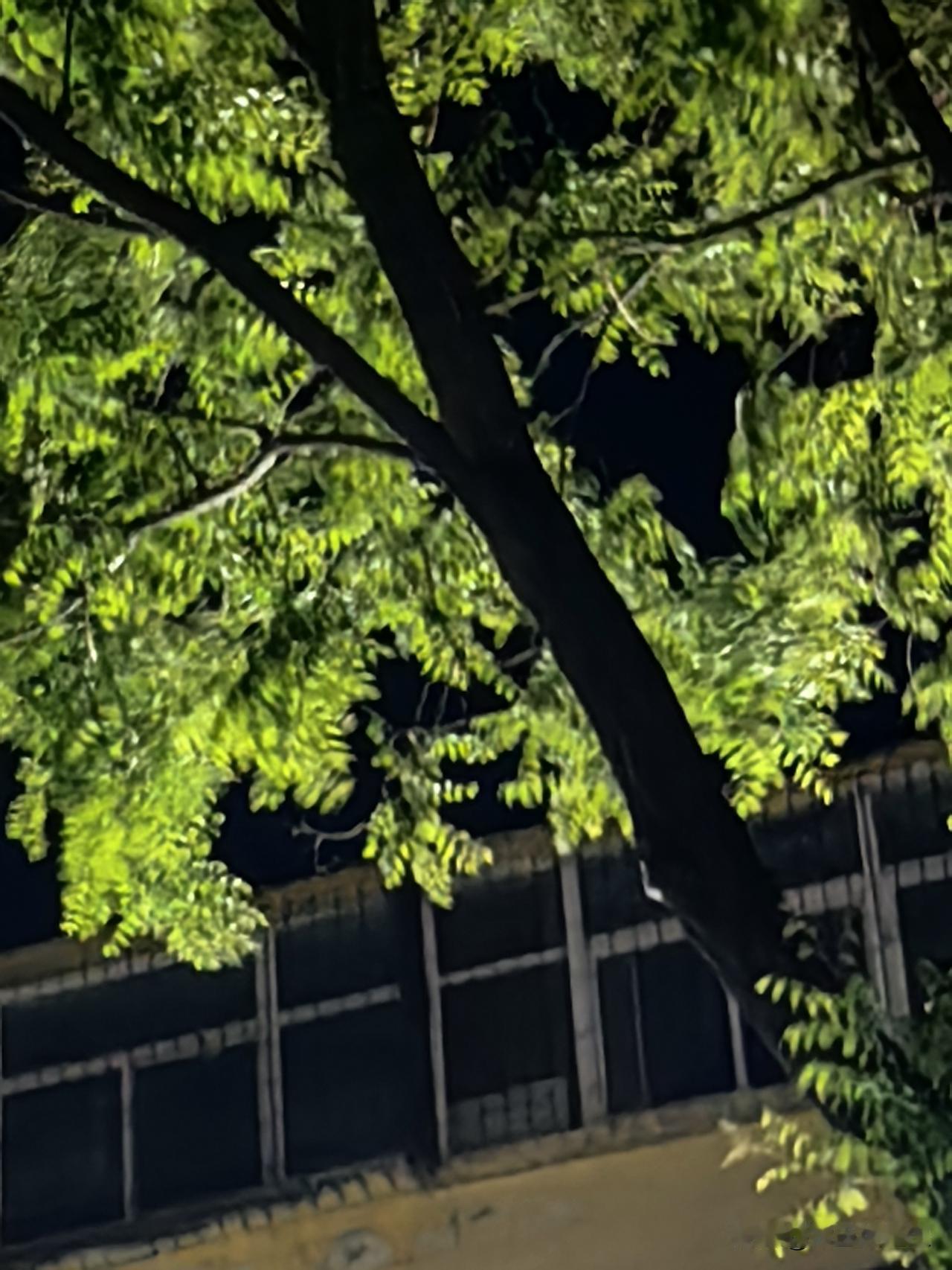 《耄耋自语》


让我走吧，
让我走吧
我不想活了

听说别家老人
走得很体面