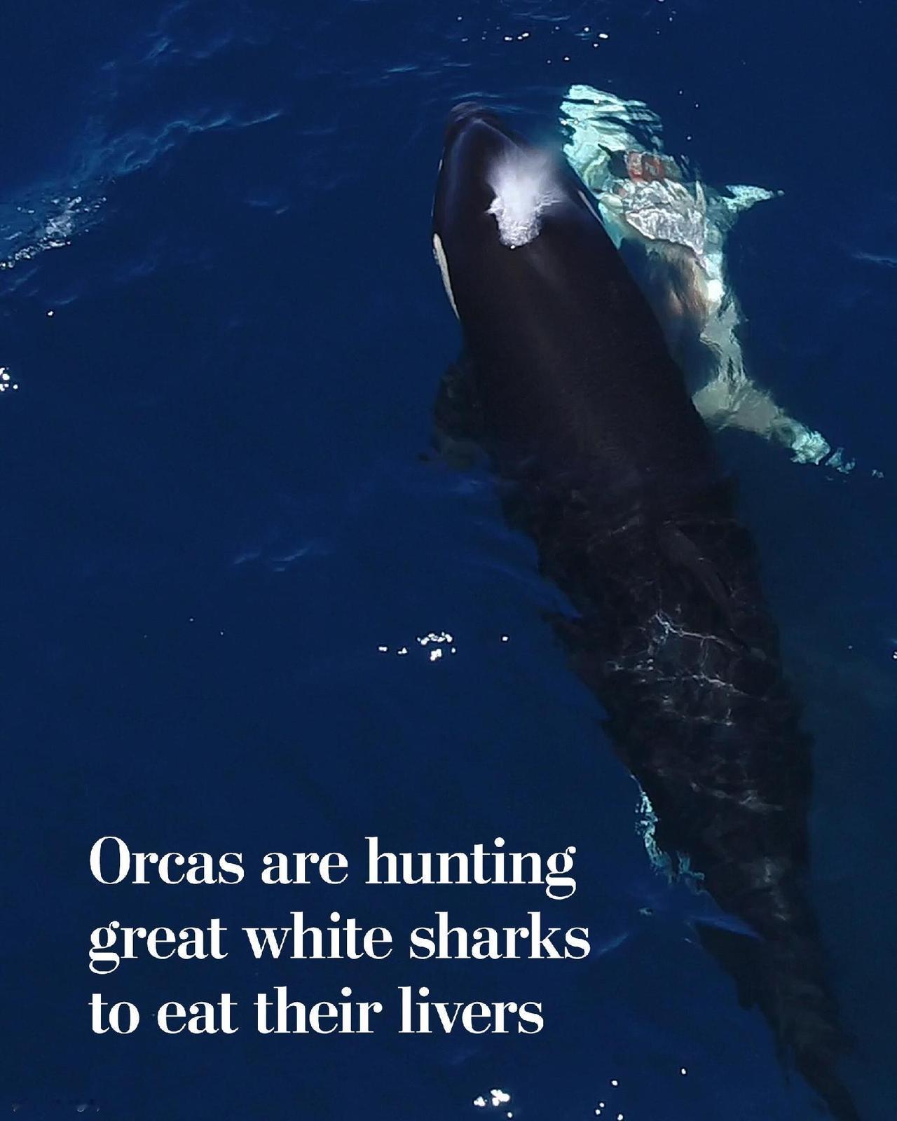 惊人的一幕

虎鲸以其强大的捕猎能力和极富创造性的狩猎策略而闻名，但最新发布的无