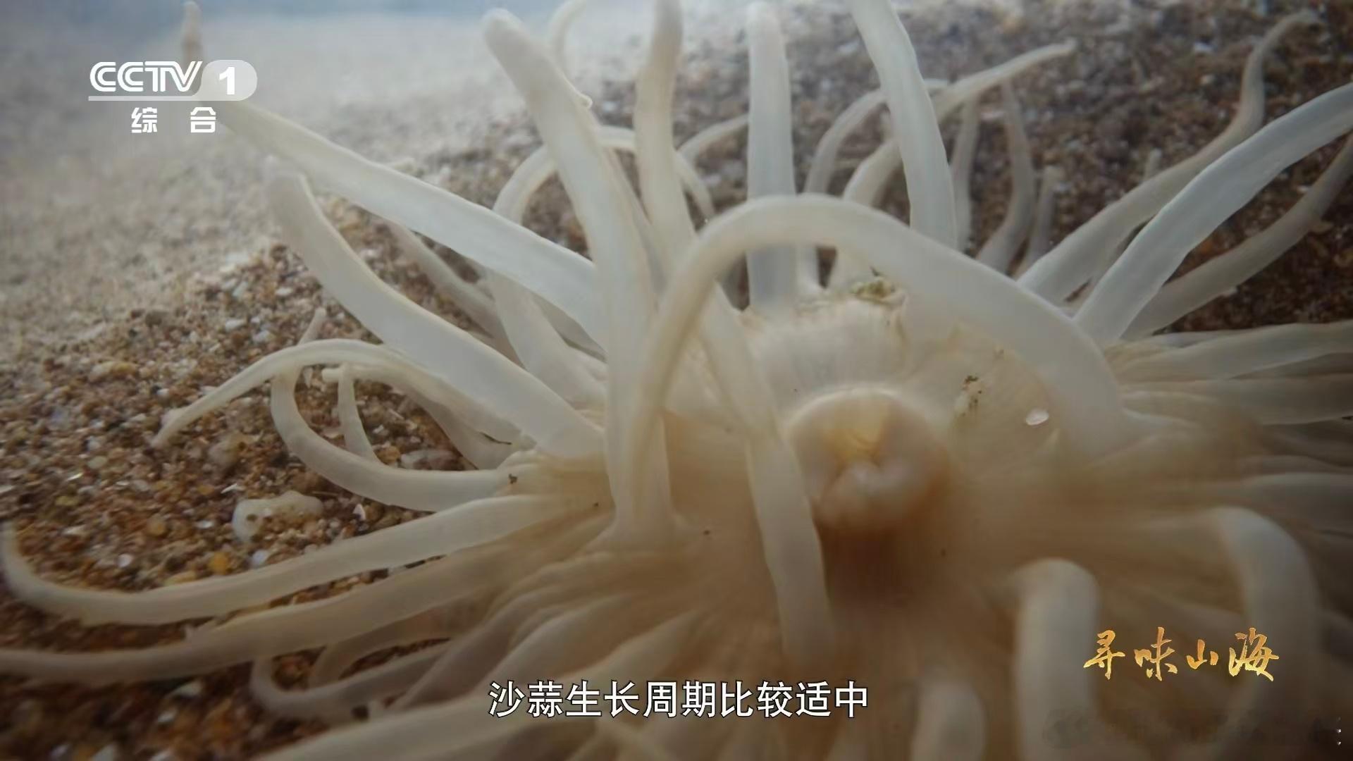 沙蒜不是蒜是海鲜 不科普真的分不清🥢，沙蒜是海葵的一种，属于海鲜，只是因为长得