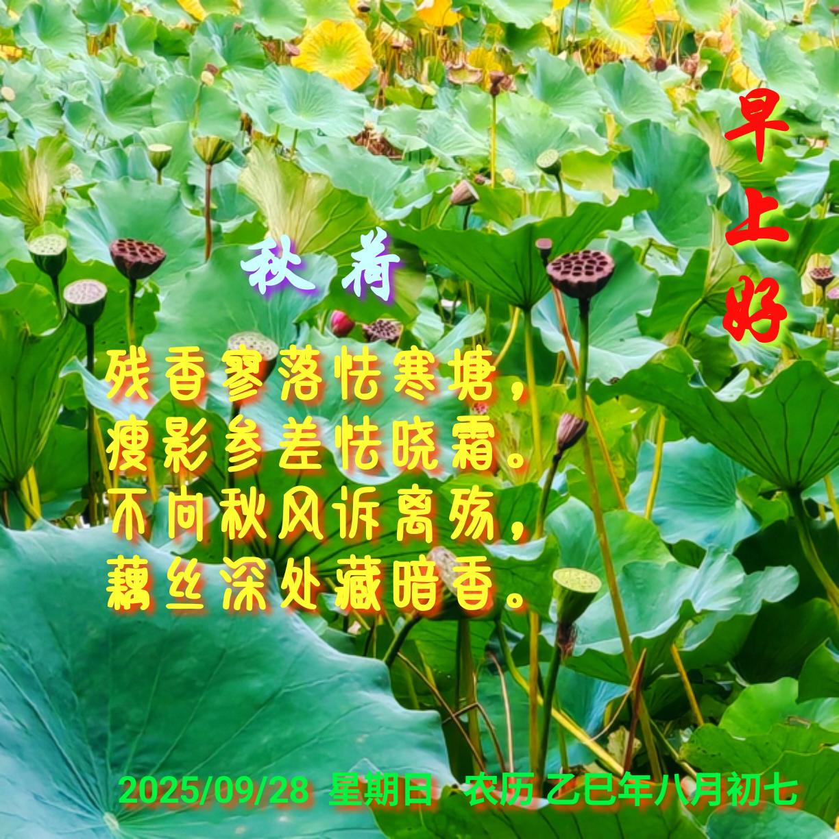秋荷
