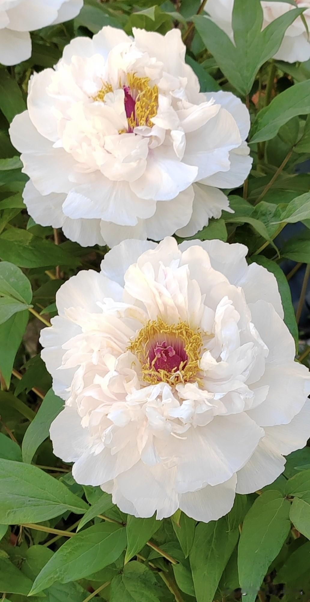 关于贾浅浅论文抄袭DeepSeek有什么看法？

关于贾浅浅被指论文抄袭一事，我