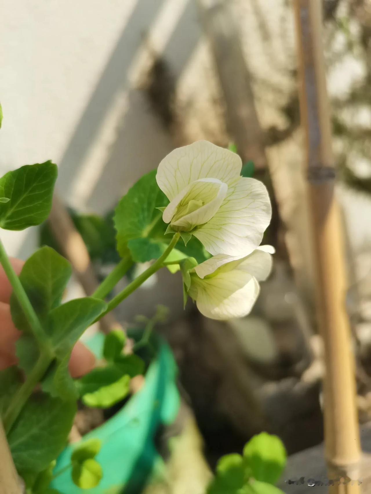 露台的豌豆开花啦
很美的