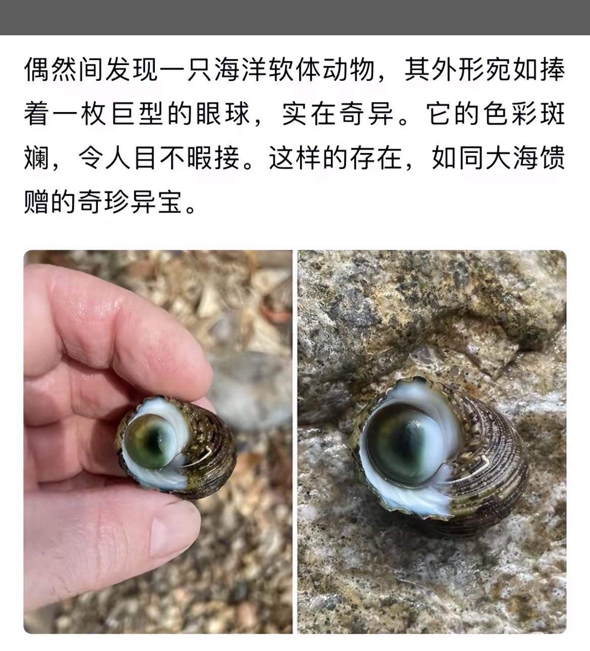 海洋奇珍：巨眼贝壳，令人目不暇接！