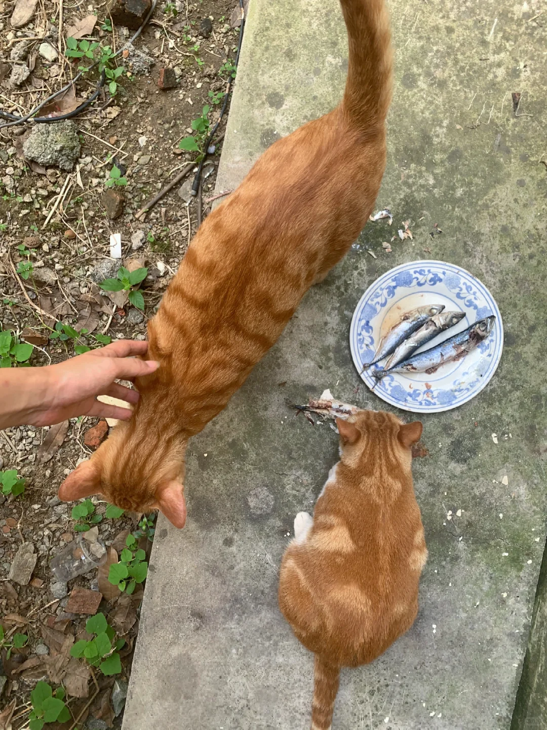 底下这个猫的花纹好奇怪