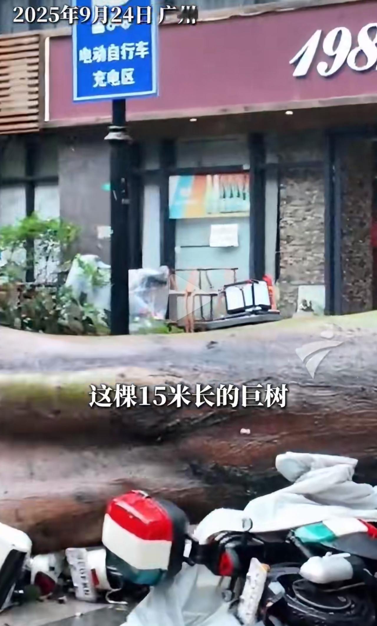 15米的大树直接被连根拔起，连地砖都掀飞了！“桦加沙”扫过广州那阵，这场面真看得