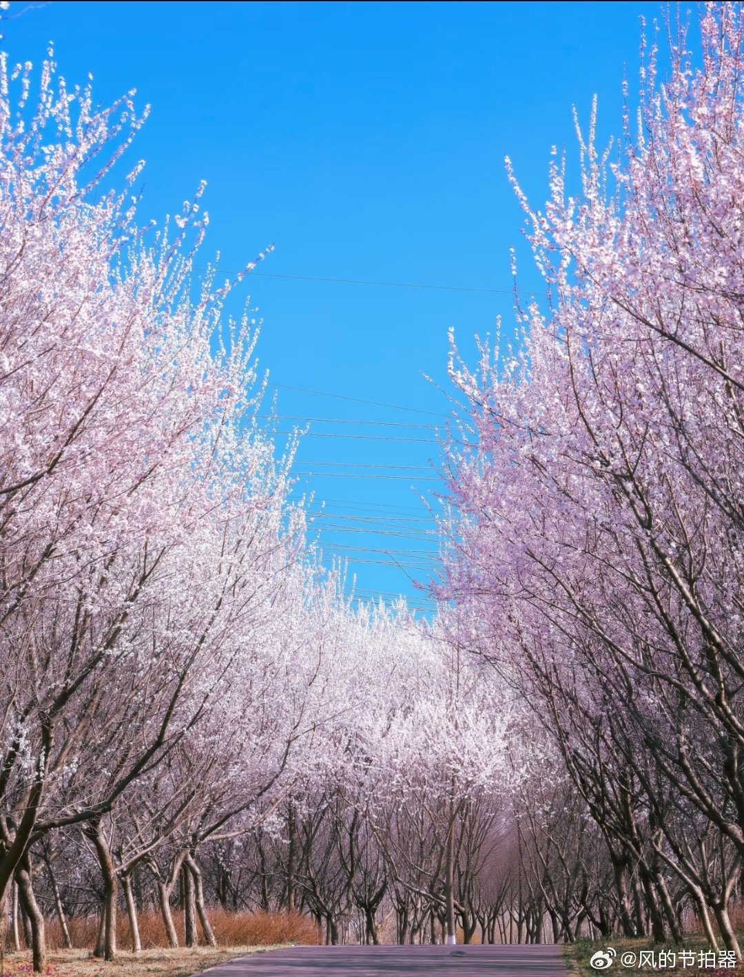 🌸桃花杏花开得正盛粉白一簇簇、软乎乎挂在枝上，阳光一照，连风都变温柔。路边、公