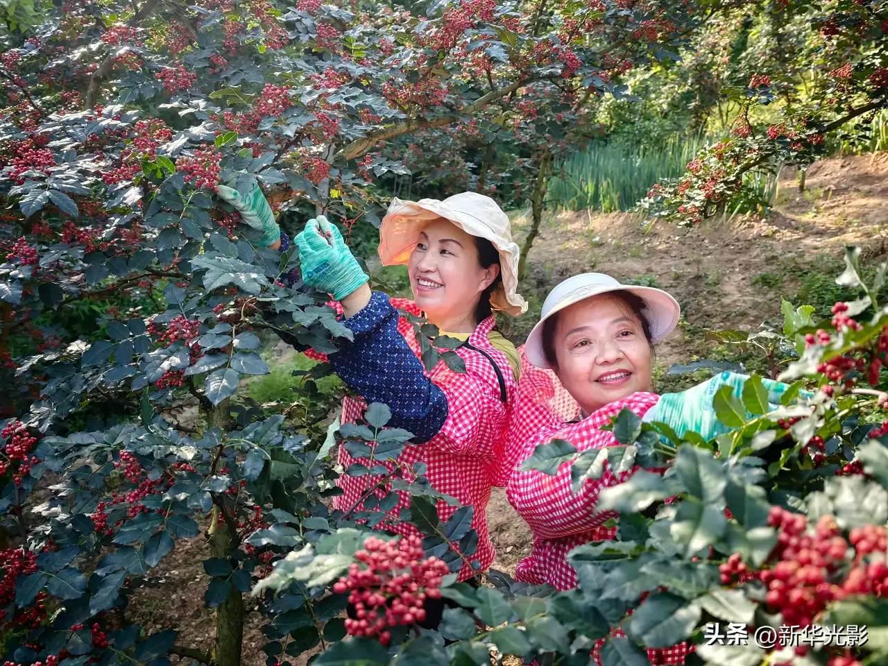七月的凤县，山风裹着麻香扑面而来。那些藏在镜头里的红，是丰收的颜色，更是山里人用