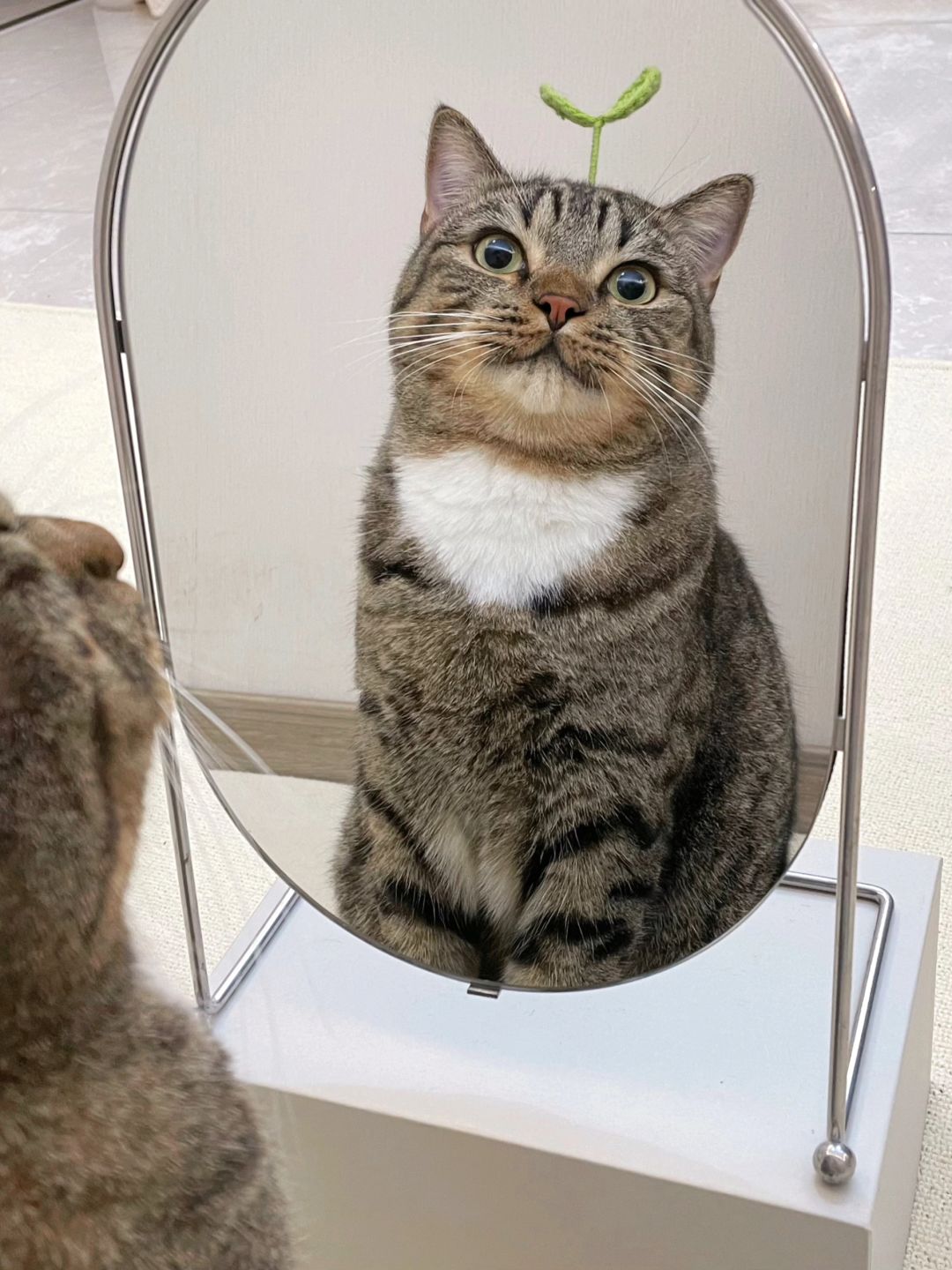 魔镜魔镜，我是第一只发芽的小猫吗？