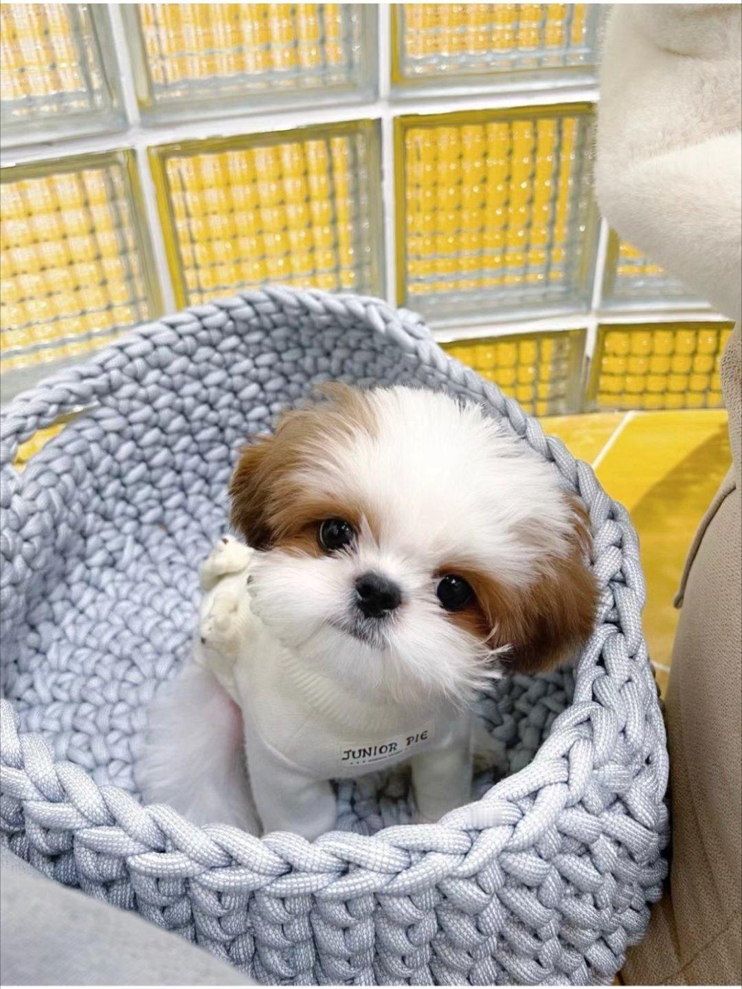 西施犬好养吗？  