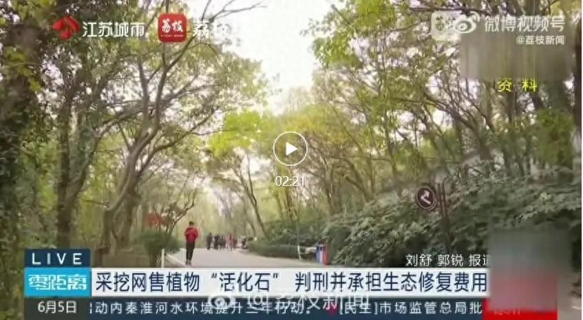 江苏南京，男子为装饰门店，在某二手平台购买了一株大型观赏蕨。到货后经友人提醒，这