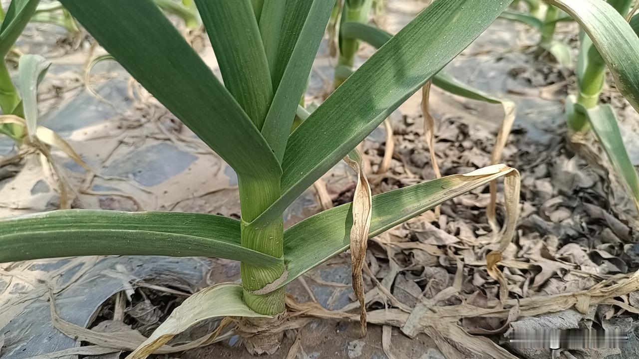 4月18日，开封明天有风有雨，杞县蒜市又有新变化。

农村老王家的5亩早熟大蒜开