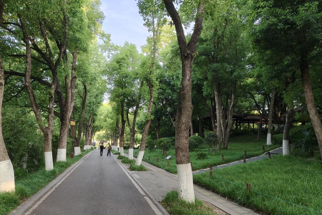 随手拍下初夏美景初夏东湖随手拍下的美好瞬间：林荫道光影斑驳，湖面落日铺金，晚风裹