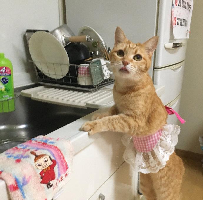 喵喵：为这个家简直操碎了心  . 