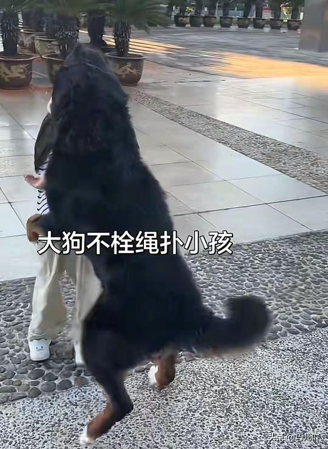 显然，现在养孩不如养狗，这样一条大狗扑向8岁小孩，一句道歉就完事，大犬出门没栓绳