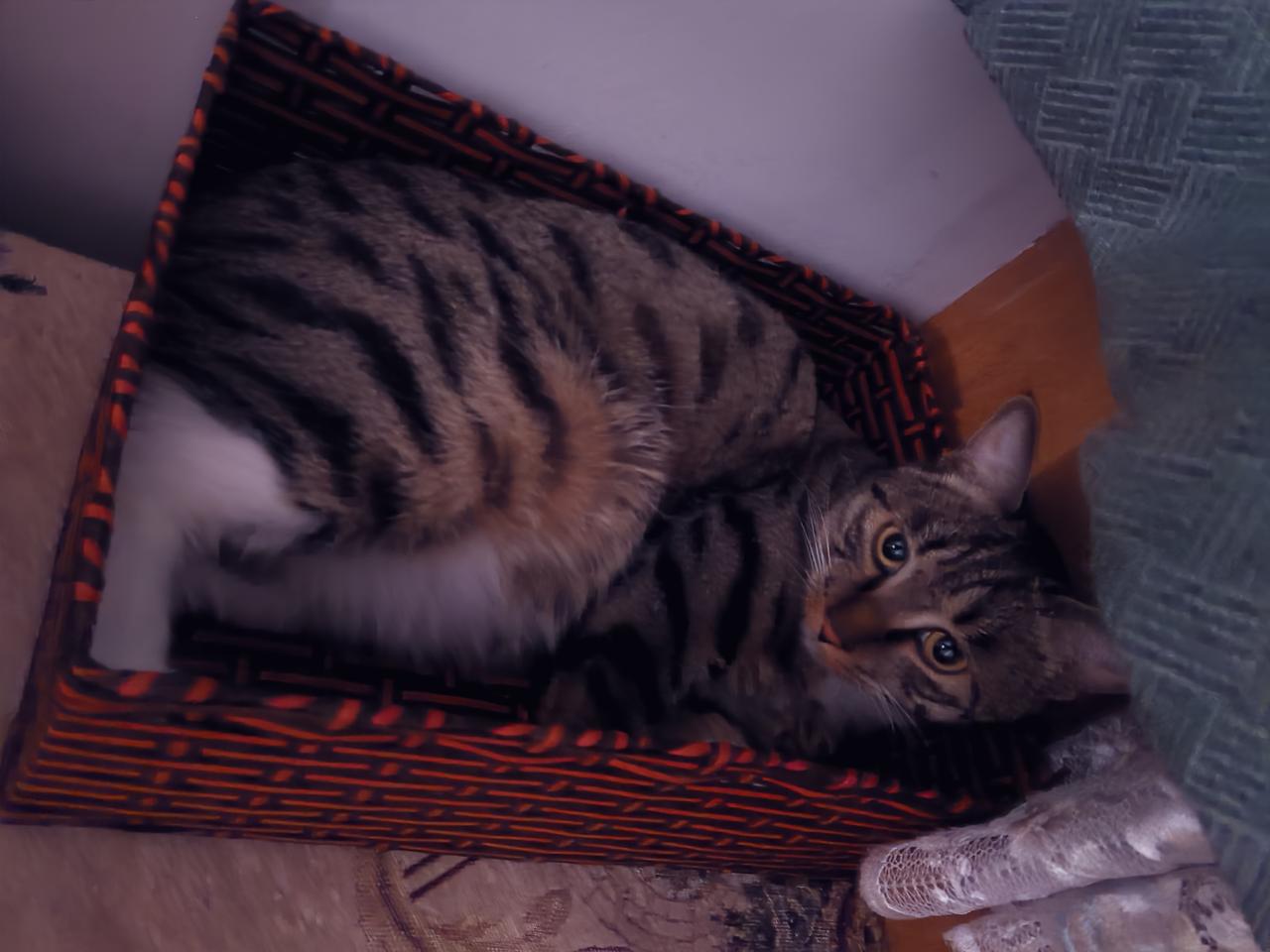 哎呀，我家小狸花的脏乱差，让美短猫姐姐嫌弃了。

美短猫姐姐直接憋个大招，尿在我