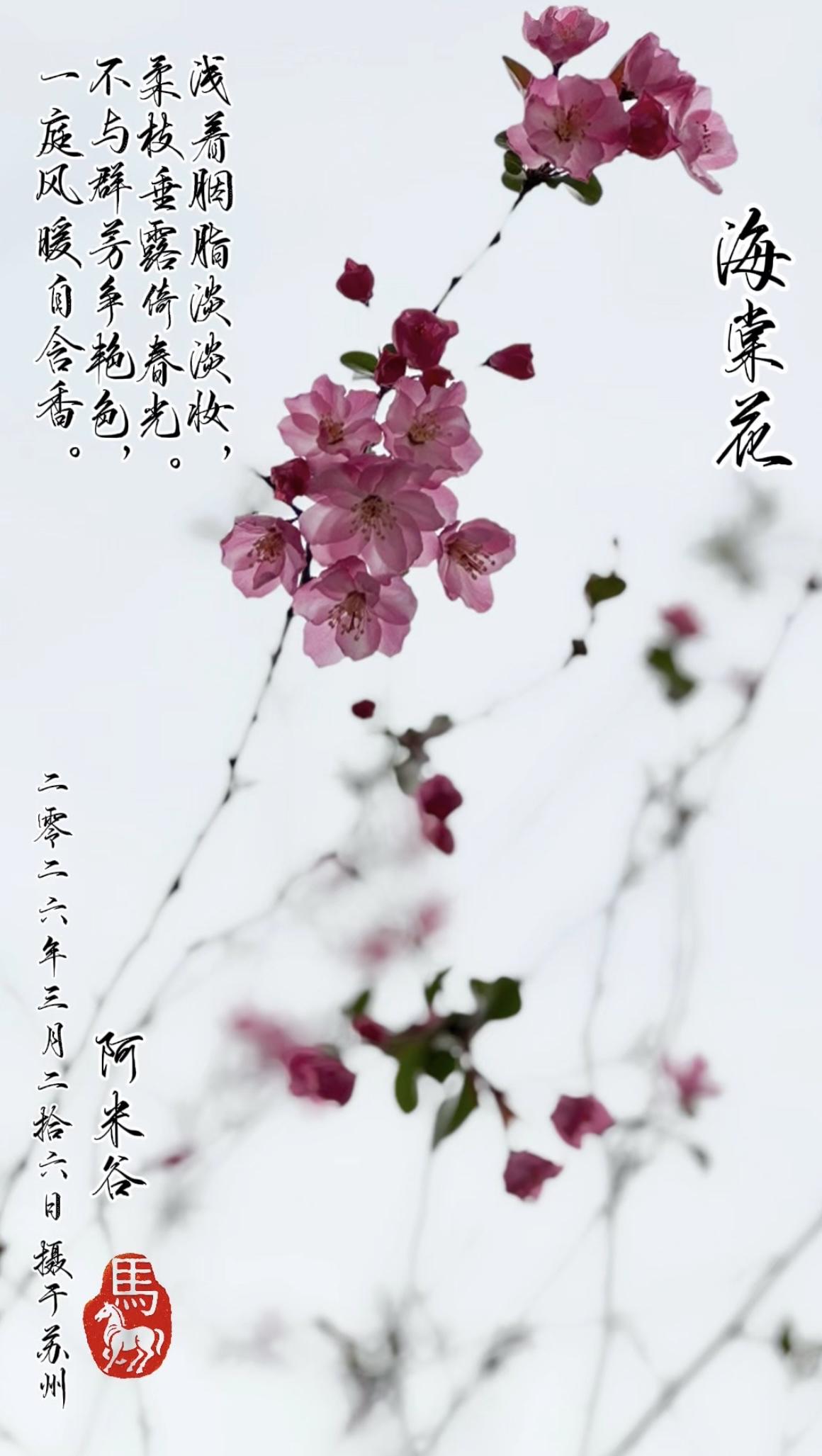 “海棠花”慑于苏州。