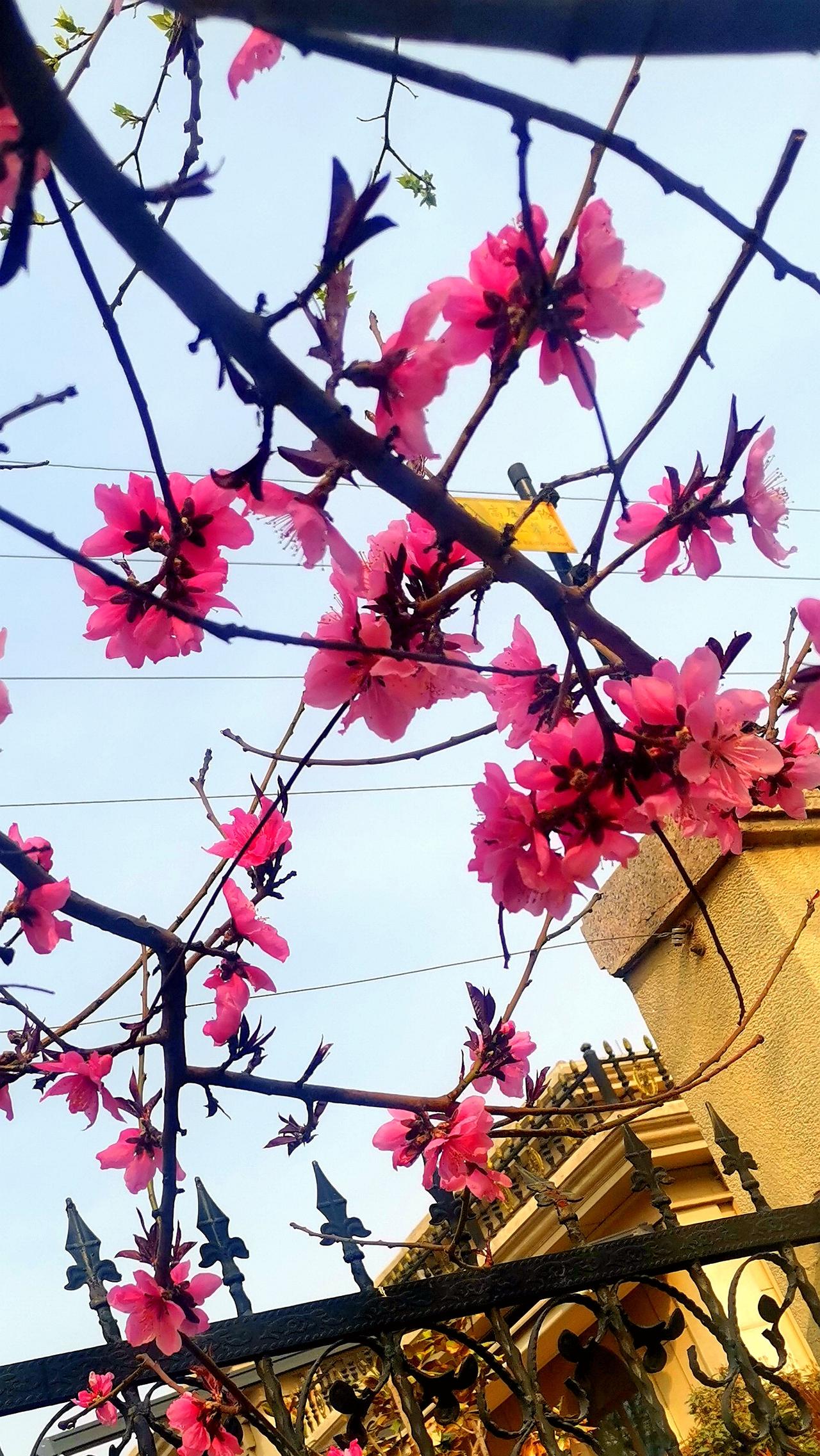 春风送暖桃花开，
红唇笑脸出墙来！