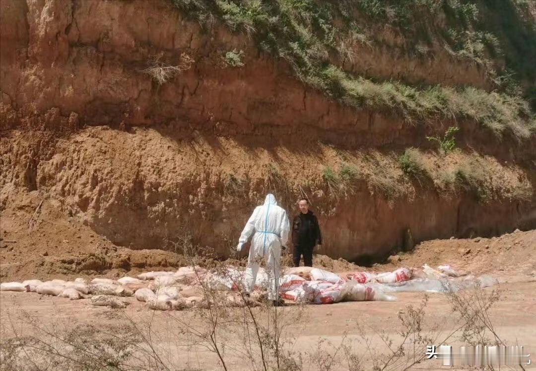 山西长治潞城区潞华街道办事处：病死禽畜随意抛掷 处理衔接有漏洞记录生活热点新闻事