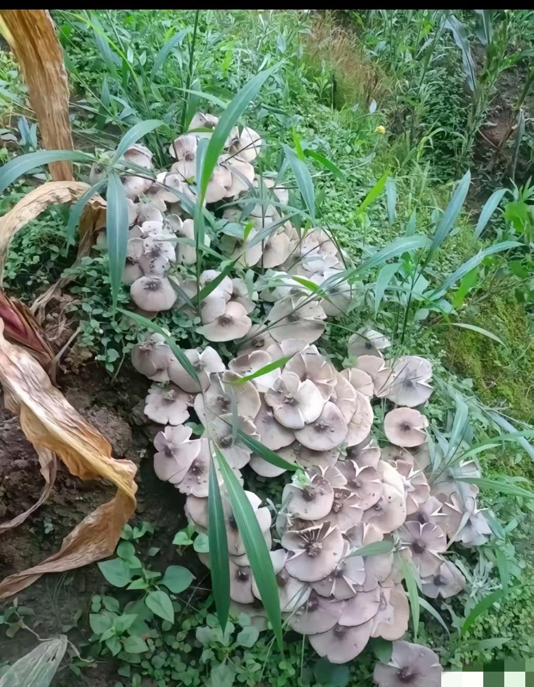 别碰野蘑菇，命比口福金贵。
看着像鸡枞，底下可能埋着阎王帖。
蚂蚁窝边上长的，真