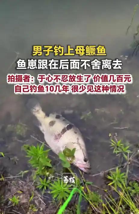破防了！河南信阳，男子周先生钓上一条七八斤重的母鳜鱼，用绳子拴在水边准备继续甩竿