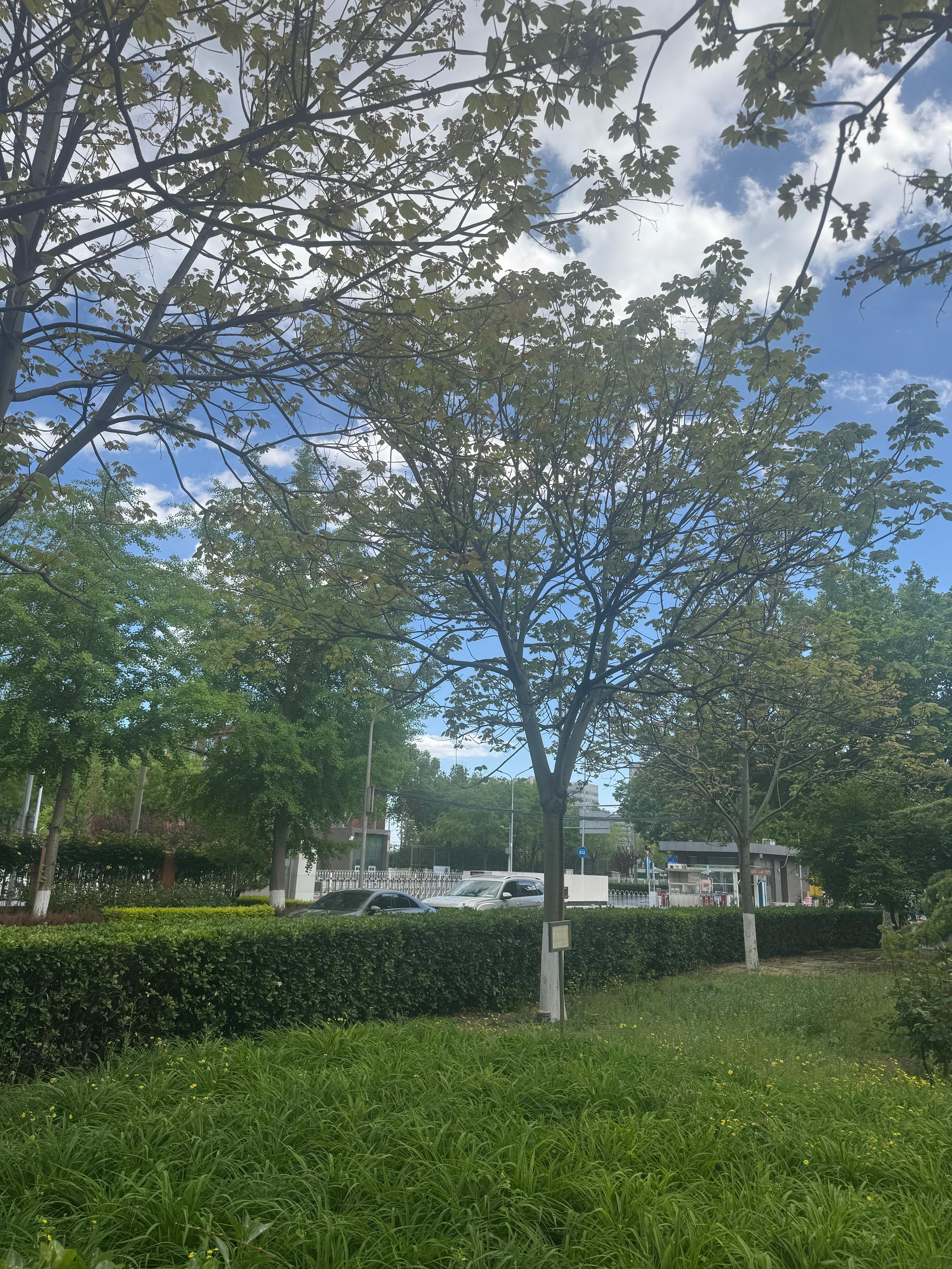 北京破天气又好又差的 就看着好看其实很差 