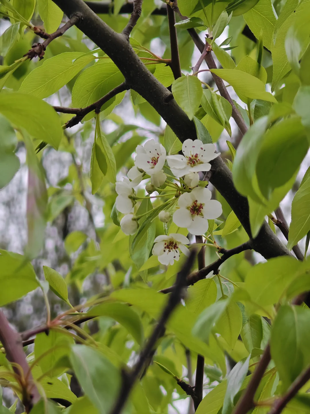 梨花🌸