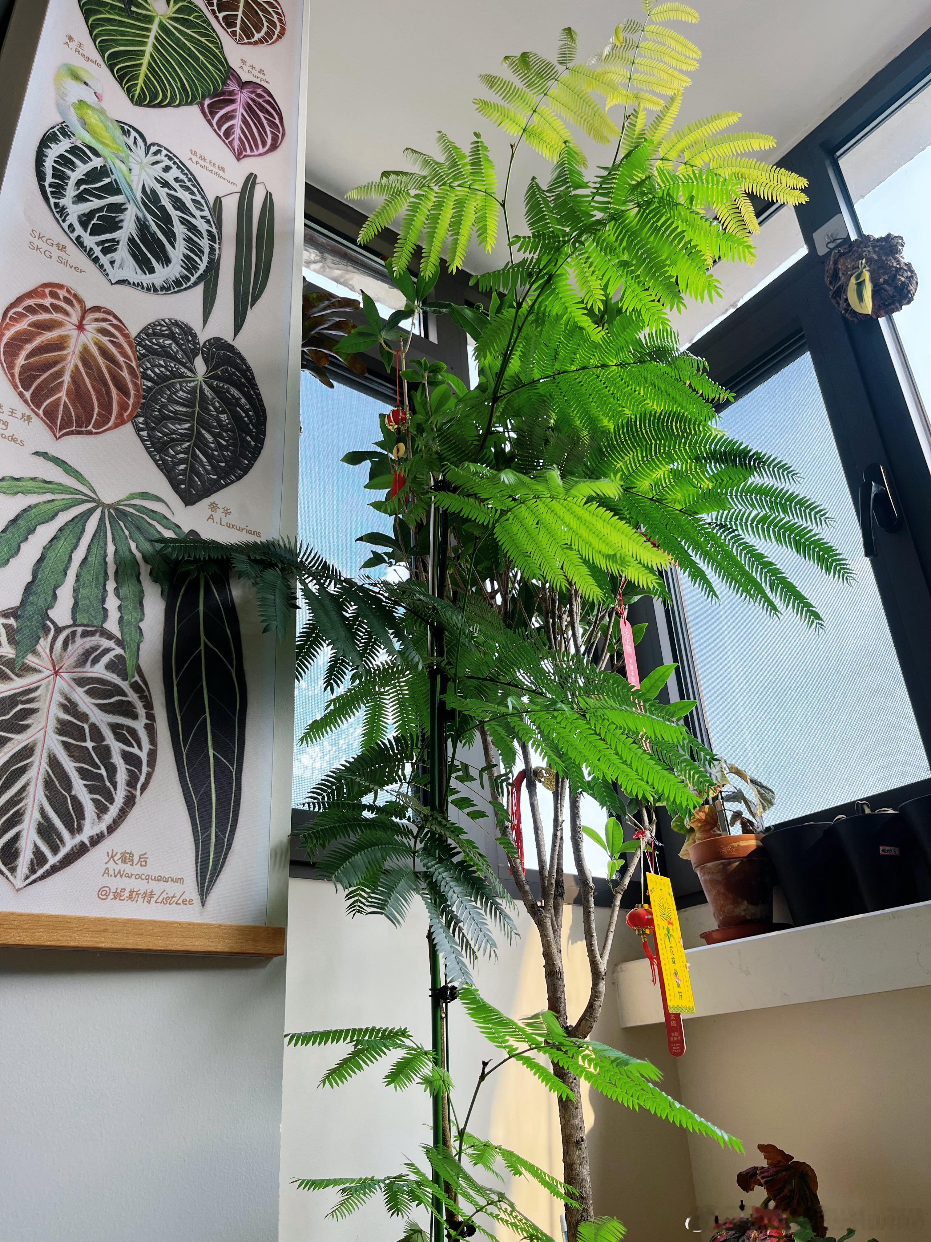 一个夏天疯长起来的金桂树和密叶猴耳环