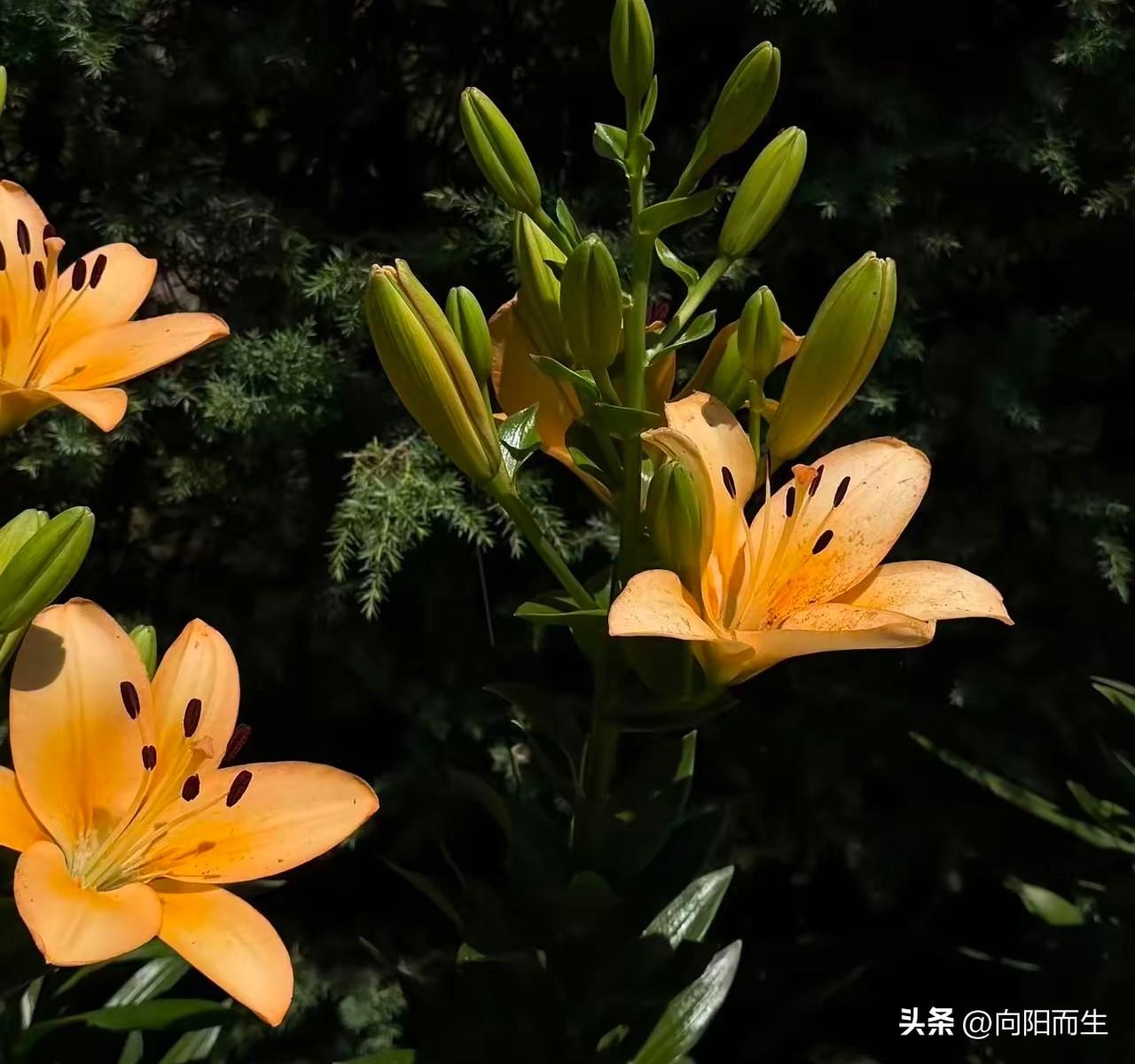 大闺女的月考成绩出来了
中午班主任发给我
语文107
数学115
英语116.5