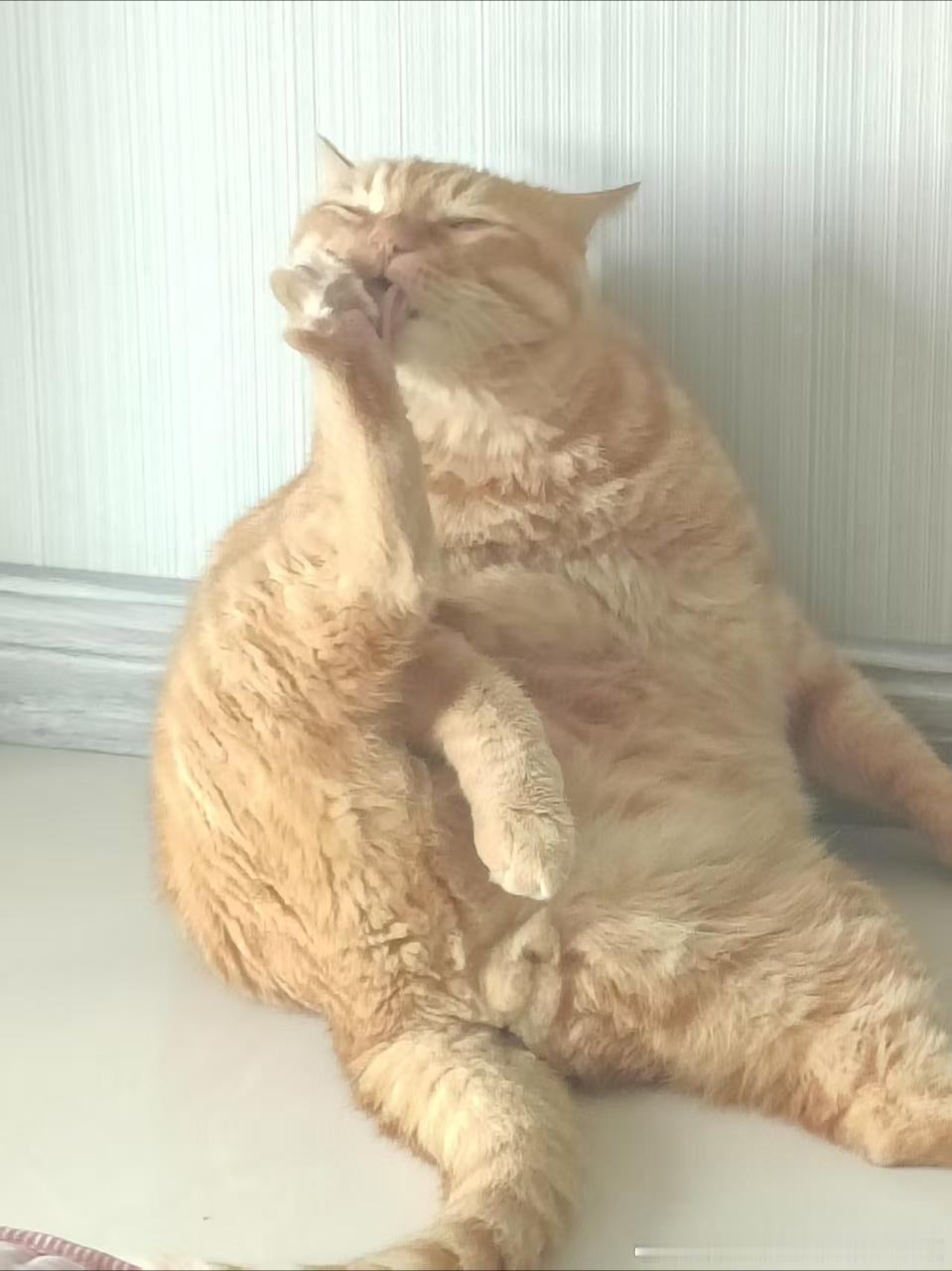 49027【丑猫】这个舔脚猫 