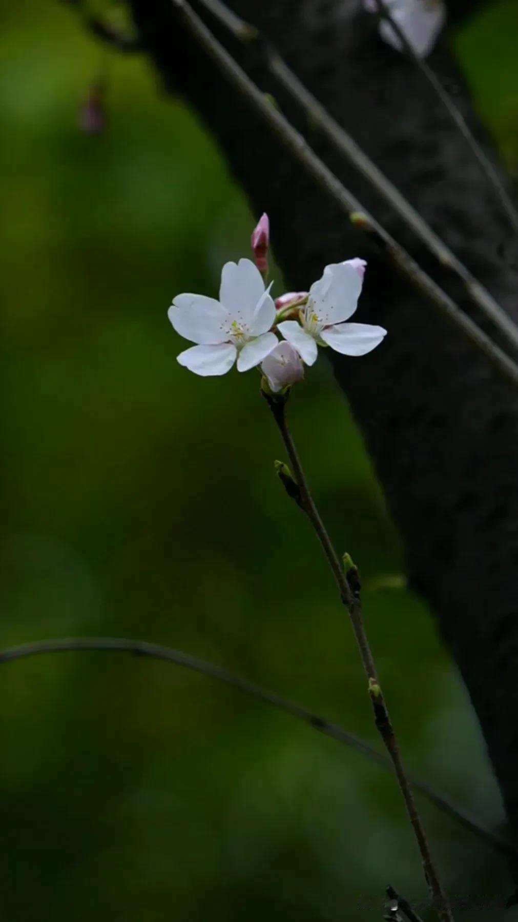 春天的花朵🌸在枝头绽放，美丽动人！春花随手拍 手机随拍花朵美