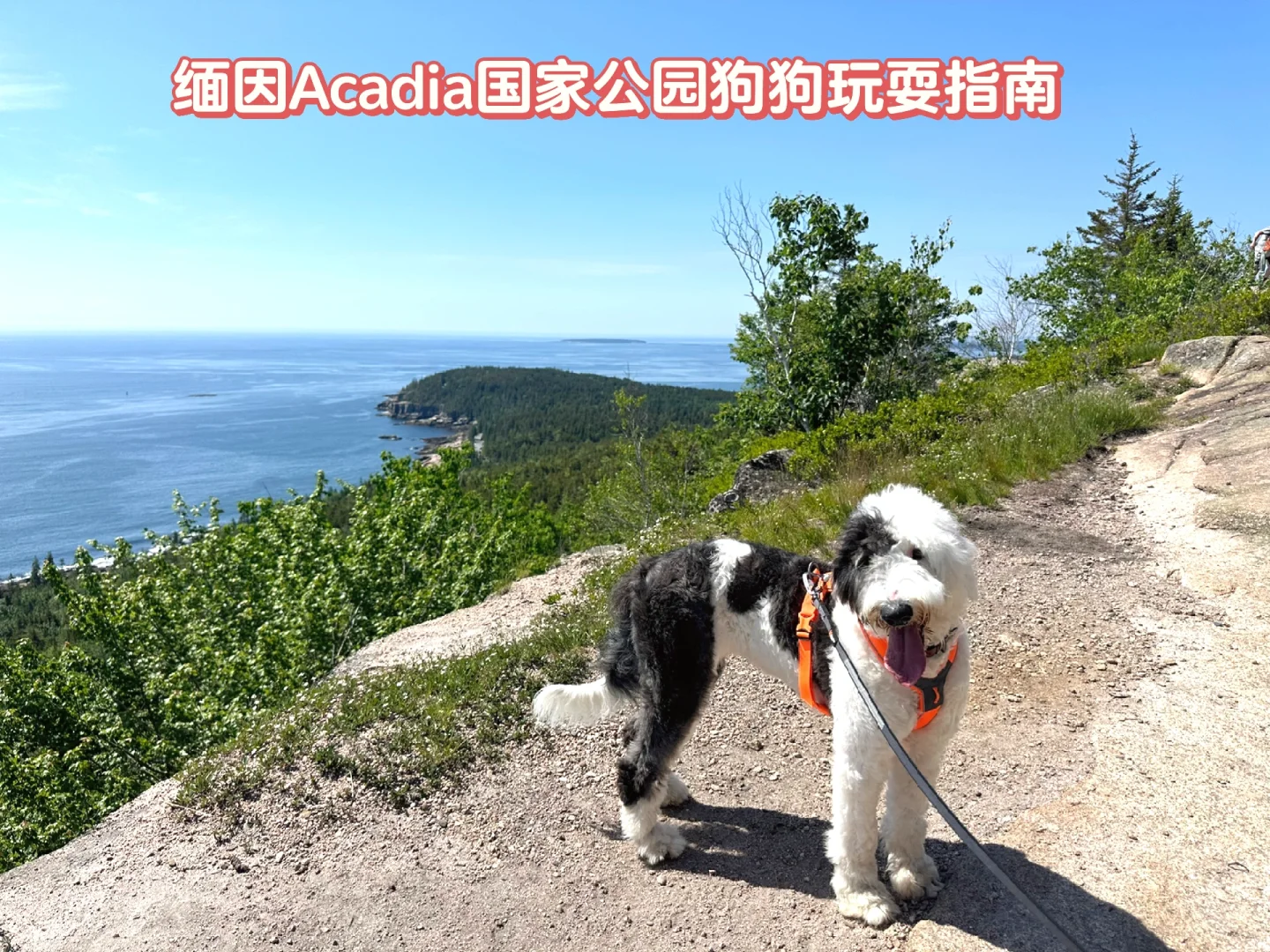 缅因初夏游（下篇）Acadia国家公园带狗攻略
