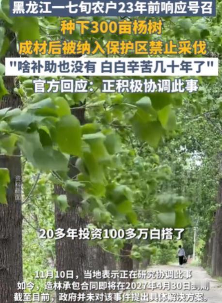 黑龙江齐齐哈尔市，72岁农妇，在23年前，种了300亩杨树，有数万棵，投资了10